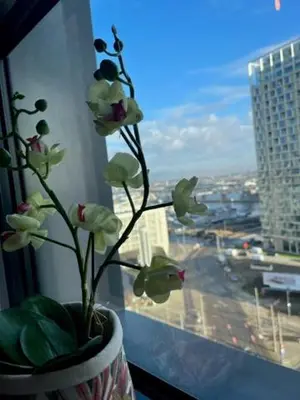 a flower in a vase on a window sill at 