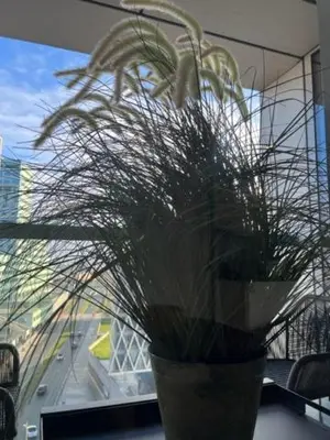 a potted plant sitting on a table next to a window at 