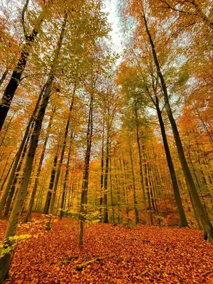 a forest of trees with leaves on the ground at Hallerbos B&B in Bluebell Forest in Halle