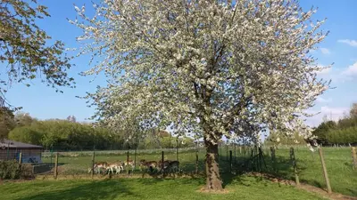 a tree with white flowers in a field with horses at Natuurschoon Vakantiewoning Moorsel in Moorsel