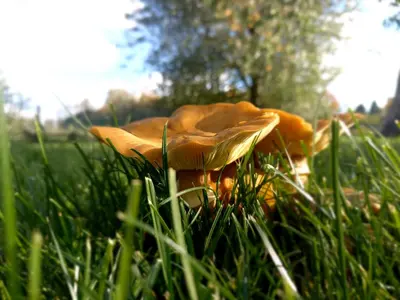a brown mushroom in the grass in a field at Natuurschoon Vakantiewoning Moorsel in Moorsel