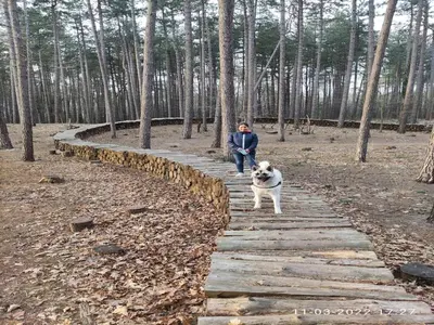 a man and a dog walking on a wooden path at Herselt Garden Shed Retreat in Herselt