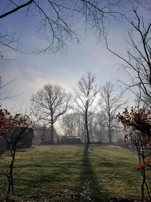 a group of trees in a grassy field at Parkhoeve Glamping in Ham