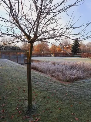 a tree in the middle of a field at Domein Den Buiten Bed And Breakfast DnD in Sint-Niklaas