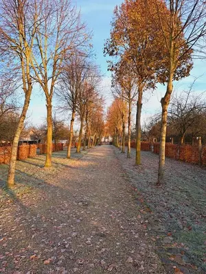 a row of trees in a park next to a fence at Domein Den Buiten Bed And Breakfast DnD in Sint-Niklaas