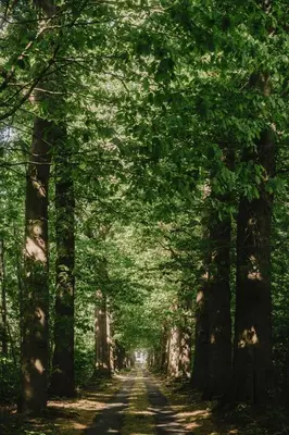 a road in the middle of a forest with trees at Villa Parkbos in De Pinte
