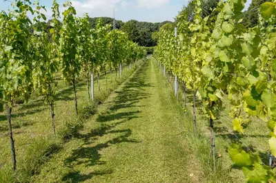 a row of grape vines in a field at Weynhoven in Brecht