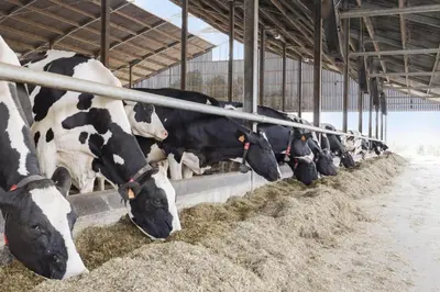 a group of cows eating hay in a barn at Huis Potaerde, vakantiewoning op boerderij - luxe landhuis nabij Brussel in Merchtem
