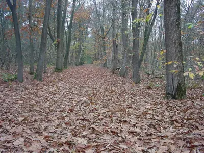 a trail covered in leaves in the woods at White Box in Gierle