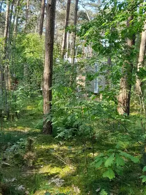 a forest with trees and a house in the background at White Box in Gierle