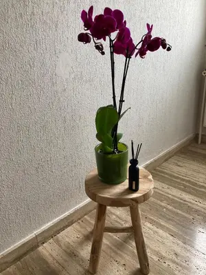 a plant in a green pot sitting on a wooden stool at Rustig appartement in het groen met terras in Kontich