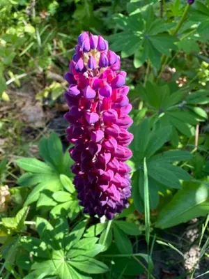 a purple flower on a plant with green leaves at Great house 5' from Tomorrowland in Rumst