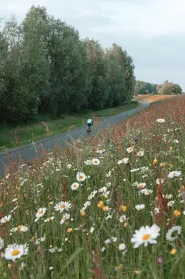 a person riding a bike down a road with a field of flowers at Pañ boetiek BnB in Zele