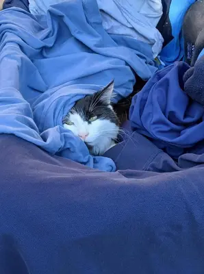 a cat laying on top of a blue blanket at L Heure Bleue in Wezembeek-Oppem