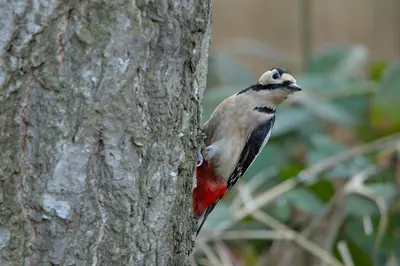 a bird perched on the side of a tree at Black Box in Lille