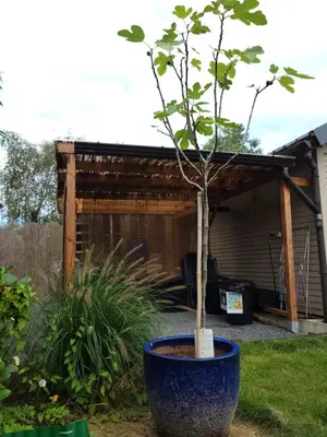 a tree in a large blue pot in a yard at Rustig gelegen chalet Kapeki met tuin aan het water in Geel
