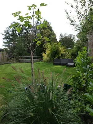 a garden with a bench and a tree at Rustig gelegen chalet Kapeki met tuin aan het water in Geel