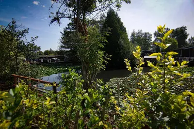 a pond with a tree and some yellow flowers at Rustig gelegen chalet Kapeki met tuin aan het water in Geel