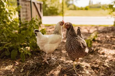 a group of chickens standing in a yard at B&B Maison Lize in Lievegem