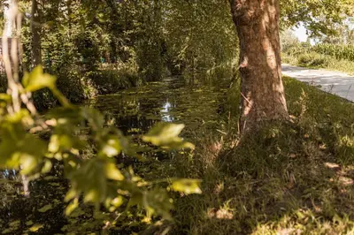 a body of water with a tree in the foreground at B&B Maison Lize in Lievegem