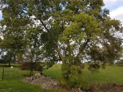 a tree in a field with some animals in it at The Kettle House - Stable in Sint-Pieters-Leeuw