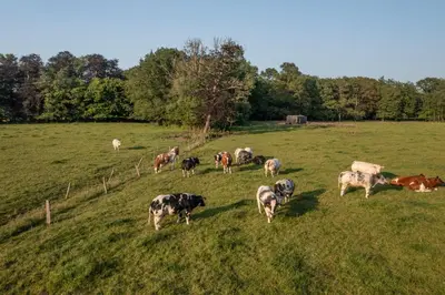 a herd of cows grazing in a field at Kalmdown Cabin - Antwerp in Wuustwezel