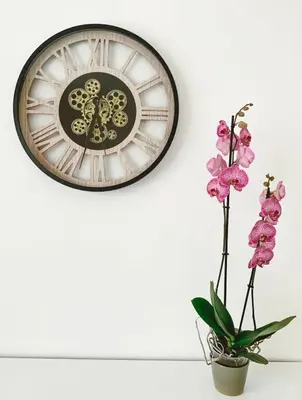 a clock hanging on a wall next to a plant at Vintage dream in Heide
