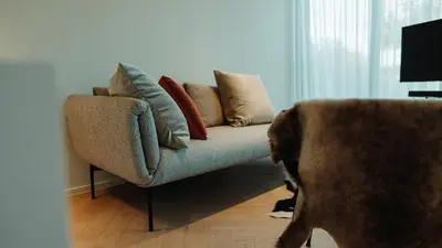 a dog standing in front of a couch with pillows at B&B De Tiendeschuur in Evergem