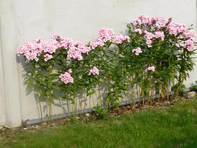 a row of pink flowers against a wall at Vakantiewoning Louis in Mechelen