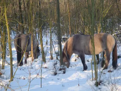 two horses are standing in the snow at B&B De Grote Plaats in Hoogstraten