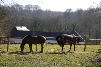 two horses grazing in a field next to a fence at B&B Hippo-Droom in Hoeilaart