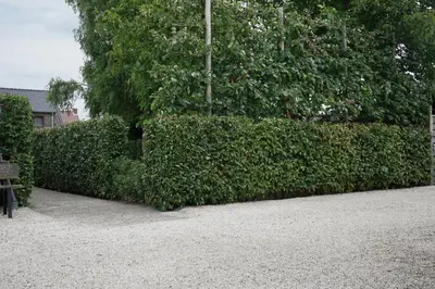 a green hedge with a bench in front of it at The Suite Escape Apartment Sand in Sint-Lievens-Houtem