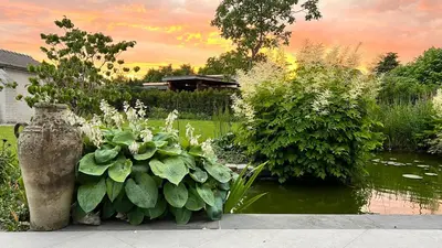 a garden with a bunch of plants and a pond at Ikigai B&B - wellness in Oud-Turnhout