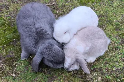 a group of three rabbits sleeping on the grass at Hoeve Megusta in Vlimmeren