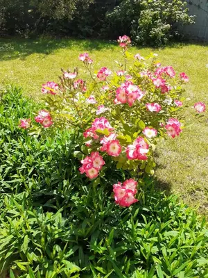 a bush of pink flowers in a yard at Belle chambre dans un quartier calme in Brussels
