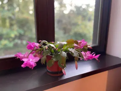 a potted plant on a window sill with pink flowers at Campe-good in Kampenhout