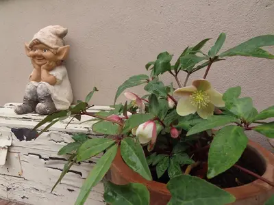 a statue sitting on a shelf next to a plant at Authentieke privé-kamer bij Karen in Beveren