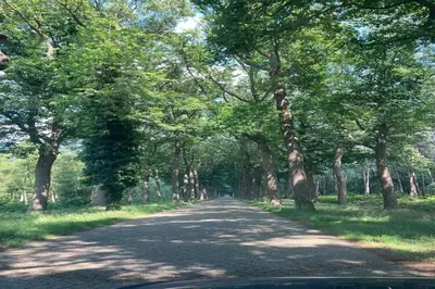 a road with trees on the sides of it at Nice apartment on UNESCO World Heritage Site Wortel-Kolonie in Staakheuvel