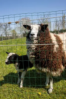 two sheep are standing behind a wire fence at Cabin Margot with hot tub in private garden in Kaprijke