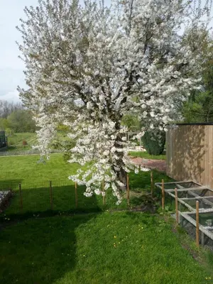 a tree with white flowers on it in a yard at Station 25A in Duffel