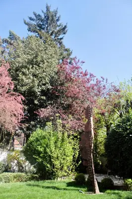 a tree with pink flowers in a park at Hotel de Maître de Vaughan in Brussels