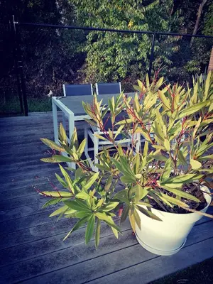 a plant in a white pot next to a bench at Vakantievilla met jacuzzi Limburg in Kwaadmechelen
