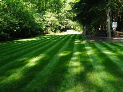 a large grass field with a tree in the middle at Mezenhof in Brasschaat