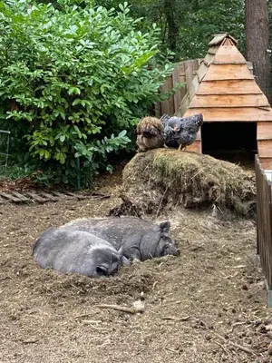 a pig laying on the ground next to a bird at Camping het Swinnenbos in Diest