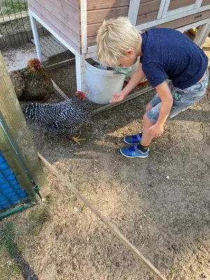 a young boy is looking at two chickens at Camping het Swinnenbos in Diest