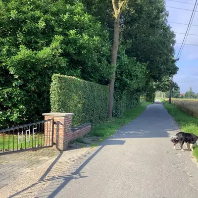 a dog walking down a road next to a fence at Vakantiewoningeikenhof in Londerzeel