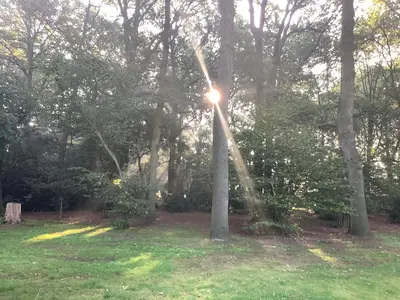 a group of trees with the sun shining through them at Vakantiewoningeikenhof in Londerzeel
