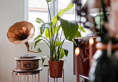 a plant on a table next to a window at Unbeatable Location Explore Ghent on Foot! in Ghent
